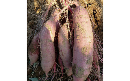 【訳あり】干し芋(平)1kg No.399