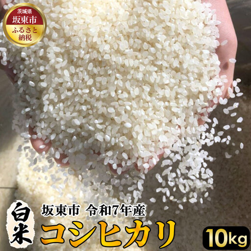 白米　コシヒカリ10kg【令和7年産】 ／ こしひかり 令和7年 新米 米 お米 おこめ こめ コメ 精米 白米 ご飯 国産米 10kg 10キロ おいしい お取り寄せ 産地直送 産直 坂東市産 茨城県産 茨城産 茨城県 特産品 No.404