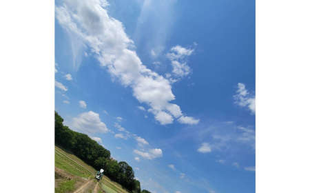 白米　コシヒカリ20kg【令和7年産】 ／ こしひかり 令和7年 新米 米 お米 おこめ こめ コメ 精米 白米 ご飯 国産米 20kg 20キロ おいしい お取り寄せ 産地直送 産直 坂東市産 茨城県産 茨城産 茨城県 特産品 No.412