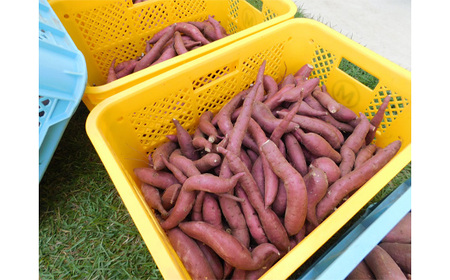 坂東市産 冷凍焼きいも 紅はるか1kg No.516