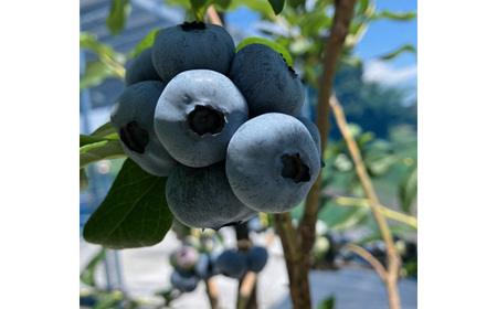 茨城県産　坂東市（生）訳ありブルーベリー500g（250g×2P） No.521