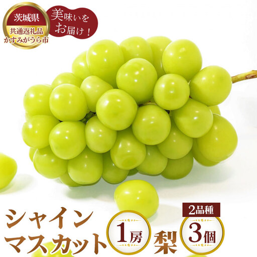 【先行予約】シャインマスカット1房と梨2品種×3個【茨城県共通返礼品 かすみがうら市】 No.603