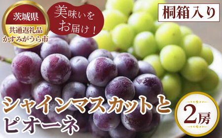 【先行予約】お中元　シャインマスカットとピオーネ　桐箱入り2房【茨城県共通返礼品 かすみがうら市】 No.608