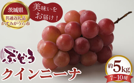 【先行予約】ぶどう　クインニーナ　約5kg（7～10房）【茨城県共通返礼品 かすみがうら市】 No.619