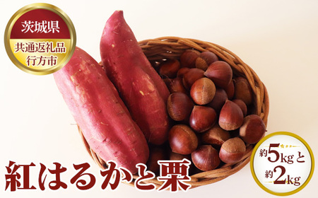 【先行予約】紅はるか 約5kgと栗 約2kg【茨城県共通返礼品 行方市】 No.634