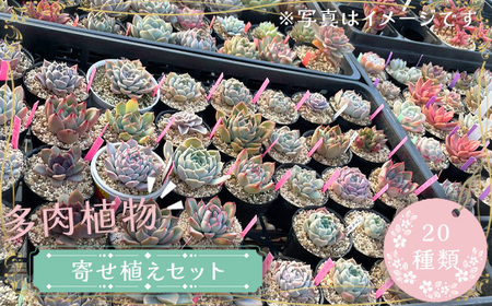 No.681 多肉植物寄せ植えセット（20種類）