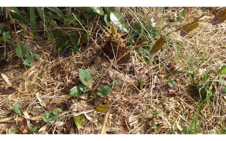 茨城県坂東市産 朝掘りたけのこ 約2kg（2～3本入）・米ぬか付き No.708