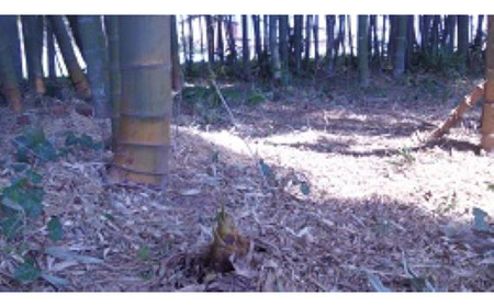 茨城県坂東市産 朝掘りたけのこ 約2kg（2～3本入）・米ぬか付き No.708