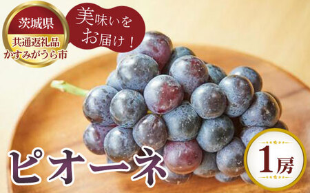 【先行予約】ピオーネ　1房700g　かすみがうら市産【茨城県共通返礼品 かすみがうら市】 No.803