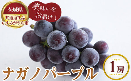 【先行予約】ナガノパープル　1房700g　かすみがうら市産【茨城県共通返礼品 かすみがうら市】 No.804
