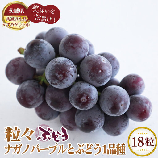 【先行予約】粒々ぶどう18粒 ナガノパープルとぶどう1品種【茨城県共通返礼品 かすみがうら市】 No.297