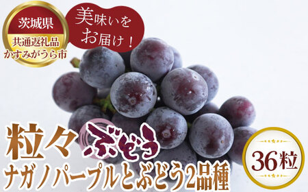 【先行予約】粒々ぶどう36粒　ナガノパープル12粒とぶどう2品種【茨城県共通返礼品 かすみがうら市】 No.372