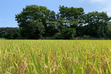 【定期便／3ヶ月 令和7年産】 稲敷市産 にじのきらめき 無洗米 計30kg (5kg×2袋×3ヶ月) [1917]