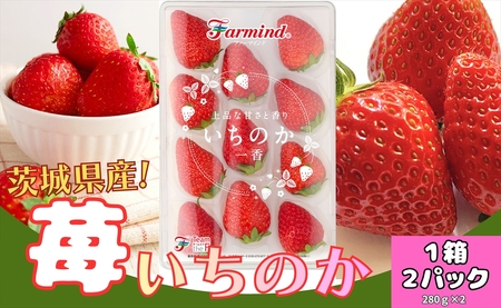 茨城県産いちご いちのか 大粒から中粒いちごパック 2パック入り箱