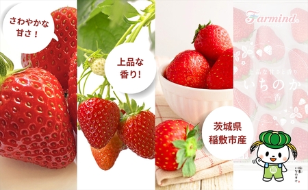 茨城県産いちご いちのか 大粒から中粒いちごパック 2パック入り箱 [1890]