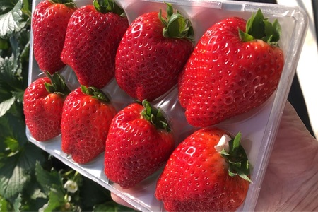 茨城県産いちご いちのか 大粒から中粒いちごパック 2パック入り箱 [1890]