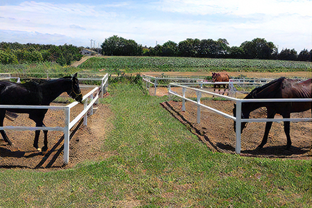 乗馬レッスン・マスター10回コース [0380]