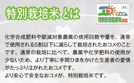 【定期便／3ヶ月 令和6年産】ミルキークイーン 合計30kg 農家直送 特別栽培米 [1034]