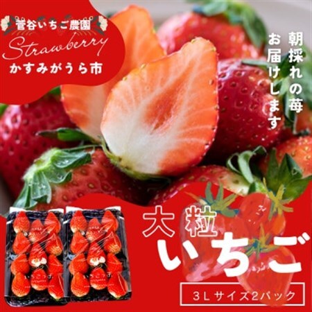 菅谷いちご園の完熟いちご『いちごっ子』 3Lサイズ 11粒×2パック_果物・フルーツ いちご  イチゴ 苺_【配送不可地域：離島・北海道・沖縄県・信越、北陸・東海・近畿・中国・四国・九州】【1484628】