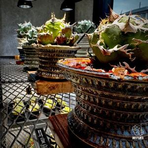 ONE-K PLANTS - ギフト券 - 30,000円_旅行券・チケット   _【1602891】