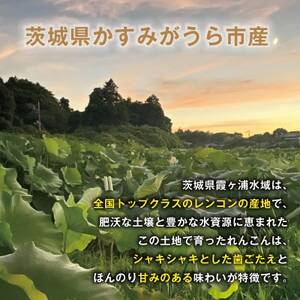 【鮮度抜群!茨城県かすみがうら市産】無洗泥付き 霞ヶ浦れんこん2kg 産地厳選【配送不可地域：離島】【1667480】