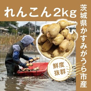 【鮮度抜群!茨城県かすみがうら市産】シャキシャキ蓮根 霞ヶ浦れんこん2kg 産地厳選【配送不可地域:離島】【1667481】