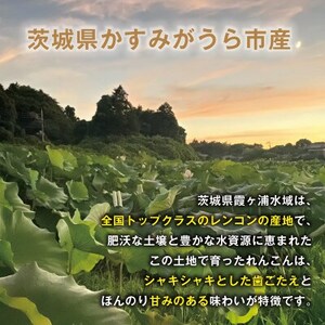 【鮮度抜群!茨城県かすみがうら市産】シャキシャキ蓮根 霞ヶ浦れんこん2kg 産地厳選【配送不可地域:離島】【1667481】