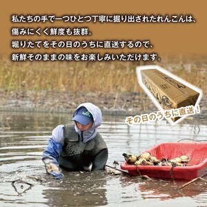 【鮮度抜群!茨城県かすみがうら市産】シャキシャキ蓮根 霞ヶ浦れんこん2kg 産地厳選【配送不可地域:離島】【1667481】