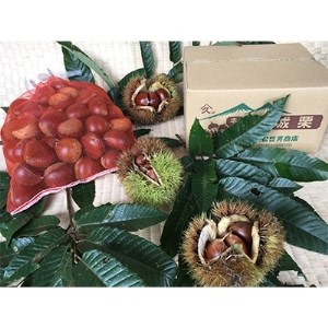 茨城県かすみがうら市産 熟成 生栗 3Lサイズ　約2kg〈2025年11月上旬より順次発送予定〉_熟成生栗 かすみがうら市産 大粒 くり_【配送不可地域：離島】【1123858】