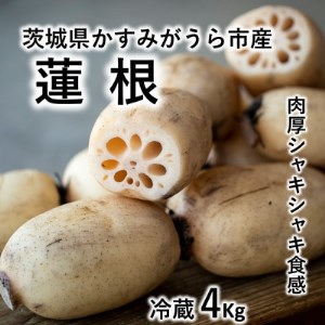 肉厚でシャキシャキの食感と甘みが特徴　　掘りたて れんこん　4Kg(4～7本)【配送不可地域：離島】【1336120】