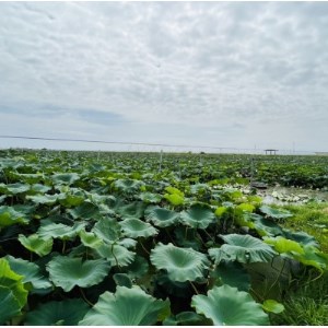 肉厚でシャキシャキの食感と甘みが特徴　　掘りたて れんこん　4Kg(4～7本)【配送不可地域：離島】【1336120】