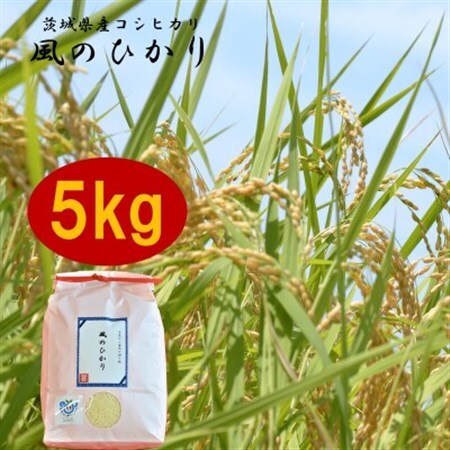 茨城県産コシヒカリ風のひかり5kg_ 精米 米    コシヒカリ 米 こしひかり_【1342907】