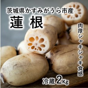 肉厚でシャキシャキの食感と甘みが特徴　　掘りたて れんこん　2Kg(2～4本)【配送不可地域：離島】【1370489】