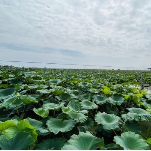 肉厚でシャキシャキの食感と甘みが特徴　　掘りたて れんこん　2Kg(2～4本)【配送不可地域：離島】【1370489】