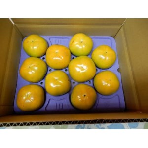 画期的な食感と甘さ柿「太秋」約3.5kg以上(10個～12個)【1379461】