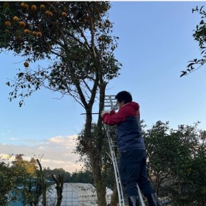 季節限定醸造『霞ヶ浦ゆずエール』 3本セット_酒・アルコール 地ビール ビール _【配送不可地域:離島】【1402290】