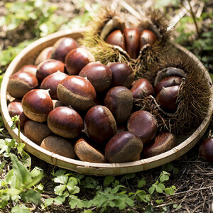 2026年産!大粒生栗 先行予約受付中 かすみがうら市産　生栗　2Lサイズ 2kg_生栗 かすみがうら市産 先行受付 くり_【配送不可地域：離島】【1437711】