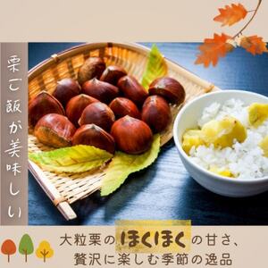 2026年産!大粒生栗 先行予約受付中 かすみがうら市産 生栗 3Lサイズ 2kg_生栗 かすみがうら市産 大粒 くり_【配送不可地域:離島】【1437715】