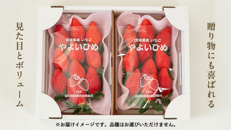 【2ヵ月 定期便】 完熟 いちご 2パック × 2回 合計 4パック （1P 約260g） [BC073sa]