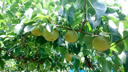 梨 幸水 約 5kg 8玉～14玉 (茨城県共通返礼品 かすみがうら市)[DH001sa]