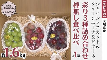 《 種なし 》 シャインマスカット ・ クイーンニーナ ・ ピオーネ 約 1.6kg 各1房 (茨城県共通返礼品 かすみがうら市) ぶどう マスカット [DH012sa]