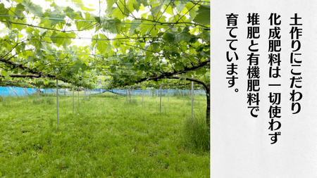 《 種なし 》 シャインマスカット ・ クイーンニーナ ・ ピオーネ 約 1.6kg 各1房 (茨城県共通返礼品 かすみがうら市) ぶどう マスカット [DH012sa]