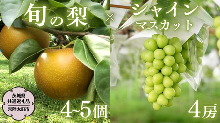 【2026年9月上旬発送開始】 茨城県産 「 シャインマスカット ４房 」と「旬の 梨 」 詰め合わせ 約 5kg 【茨城県共通返礼品／常陸太田市】[DU014sa]