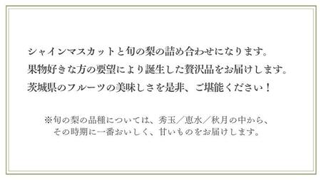 【2026年9月上旬発送開始】 茨城県産 「 シャインマスカット ４房 」と「旬の 梨 」 詰め合わせ 約 5kg 【茨城県共通返礼品／常陸太田市】[DU014sa]