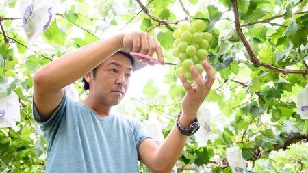 【2026年9月上旬発送開始】 茨城県産 「 シャインマスカット ４房 」と「旬の 梨 」 詰め合わせ 約 5kg 【茨城県共通返礼品／常陸太田市】[DU014sa]