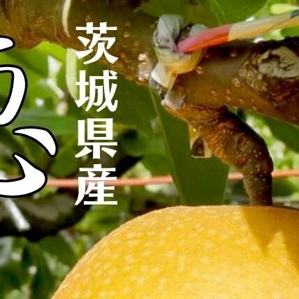 梨 恵水 約 5kg 8玉～12玉 (茨城県共通返礼品 かすみがうら市) [DH003sa]