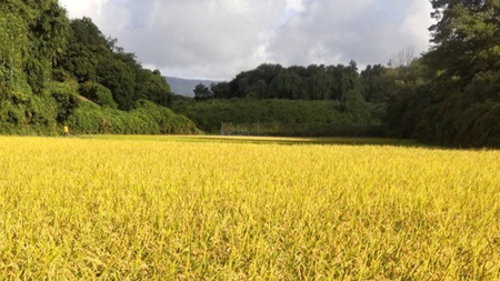 令和8年産 米 コシヒカリ 精米 10kg (茨城県共通返礼品 かすみがうら市) [DH020sa]
