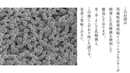 《 テレビで紹介 》 真壁 MAKABE 火入れ 500ml [ET002sa]