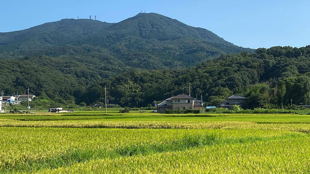 【 令和6年産 新米 】 茨城県産 コシヒカリ 「 羽鳥米 」 3kg 米 お米 コメ 白米 ごはん 精米 国産 茨城県 桜川市 限定 期間限定 数量限定 幻の米 [AX010sa]