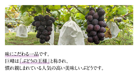 【2025年9月上旬発送開始】 巨峰 2kg ( 種あり 5～8房 )( 茨城県共通返礼品 石岡市 ) 数量限定 ぶどう ブドウ 果物 フルーツ 旬 人気 産直 採れたて 新鮮 国産 産地直送 [FB002sa]